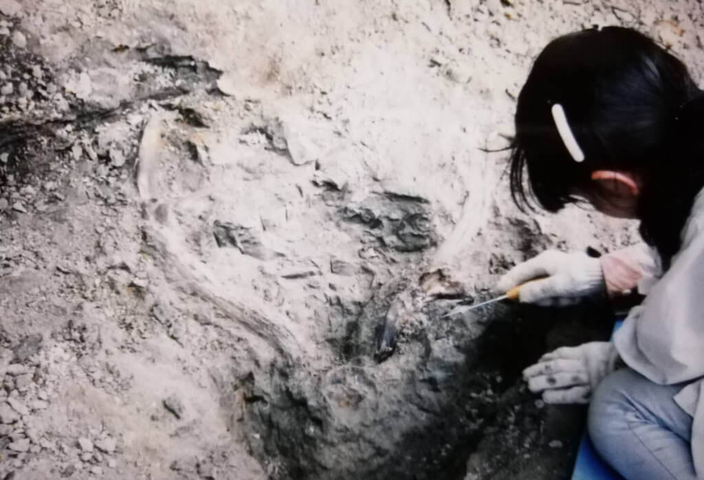 博物館勤務時代、九州の大分県安心院でゾウの化石を発掘 ー 糸田恵子さん提供
